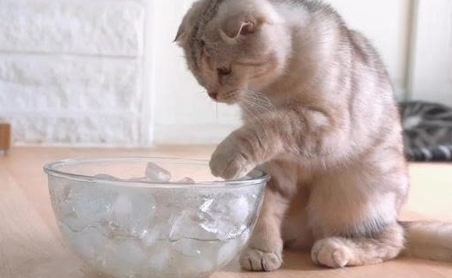 猫咪为什么会吃冰块呢 猫咪为什么会吃冰块呢