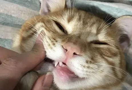 把猫打个半死嘴巴出血