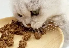 木天蓼和虫瘿果哪个对猫咪好