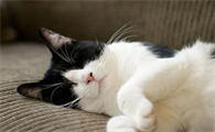 猫咪为什么会睡觉做梦呢