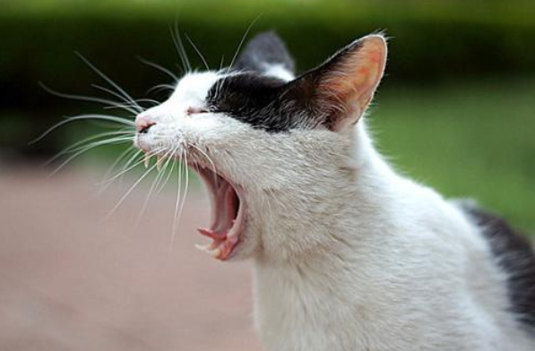 猫为什么会发出呜呜的叫声 猫为什么会发出呜呜的叫声