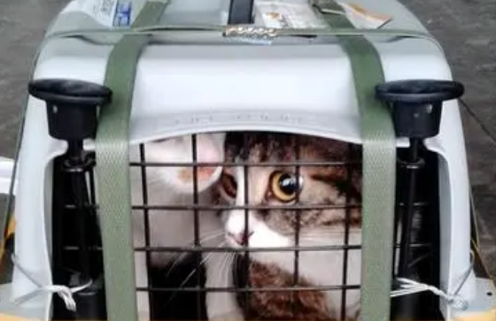 宠物猫托运费用 宠物猫托运费用