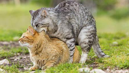 为什么有的猫咪是公猫有的是母猫 为什么有的猫咪是公猫有的是母猫