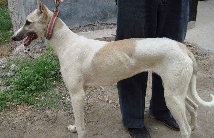 格力犬幼犬吃什么好？需要看月龄