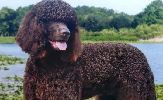 美国水猎犬多少钱一只?价格如下 美国水猎犬多少钱一只?价格如下