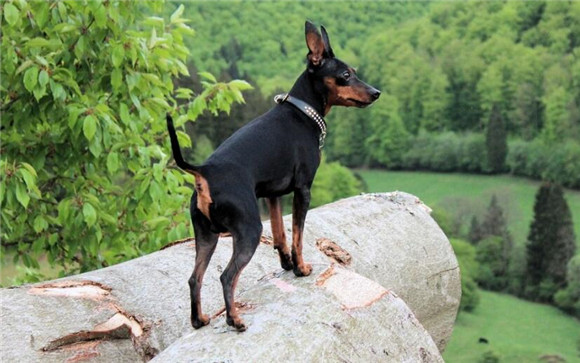 迷你杜宾犬与小鹿犬是一个品种吗?看下面就明白了