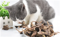 猫不吃鹌鹑脑袋