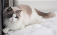 宠物猫品种大全及图片