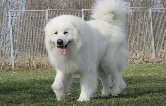 大白熊犬有什么缺点?铲屎官一定要了解 大白熊犬有什么缺点?铲屎官一定要了解