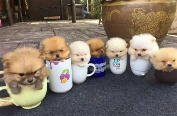 茶杯犬呕吐怎么办？学会这些不用愁