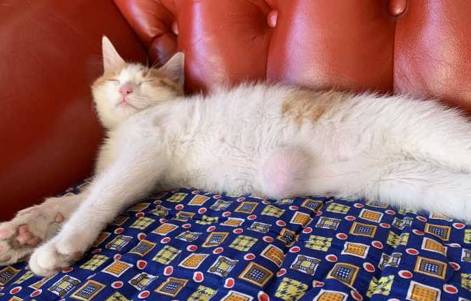 猫咪疝气必须手术吗
