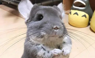 龙猫和猫哪个好养