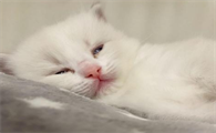 猫咪为什么突然没起床了