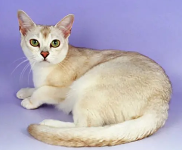 找猫的声音 找猫的声音