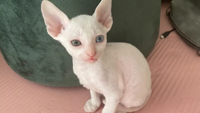 柯尼斯卷毛猫粘人吗？你了解过吗？