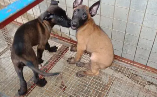 马犬幼犬吃什么毛色好？这里可以了解~