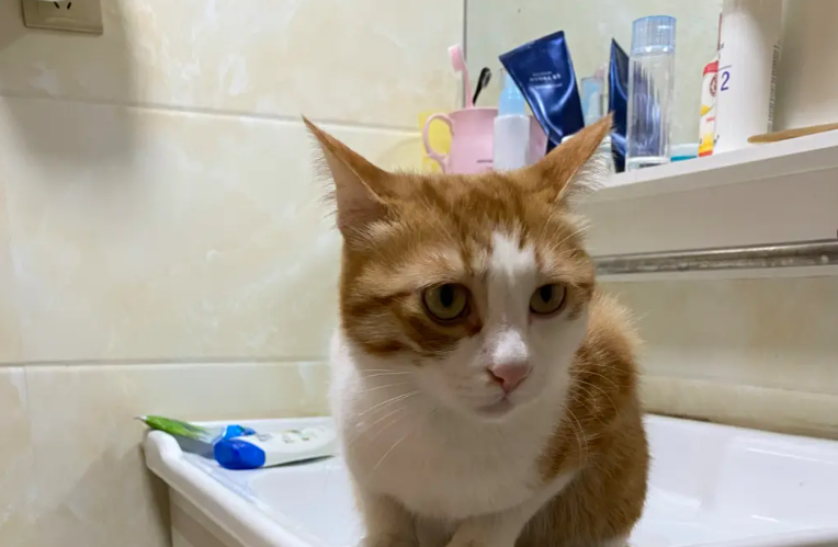 猫咪为什么喜欢陪伴主人拉屎呢