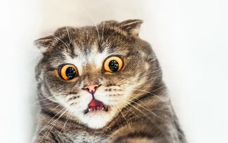 猫咪为什么长着嘴巴睡觉呢