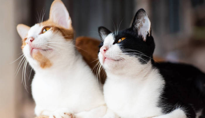 猫儿子把猫妈配了怎么办