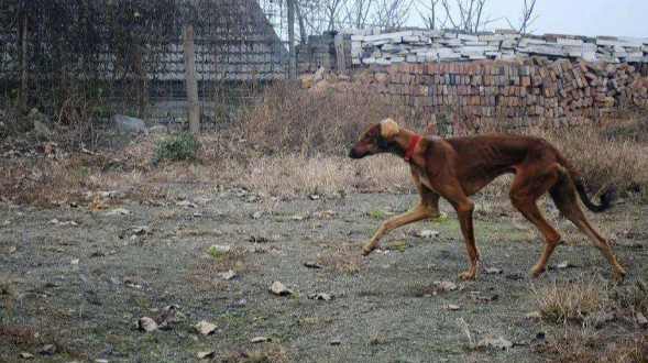 在农村怎么喂养细犬呢？赶紧学起来！