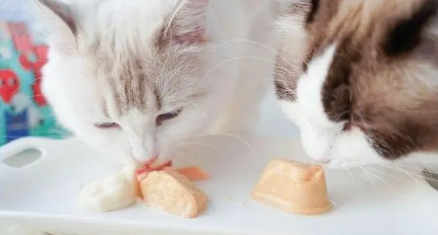 猫咪为什么爱吃鸡腿肉呢 猫咪为什么爱吃鸡腿肉呢