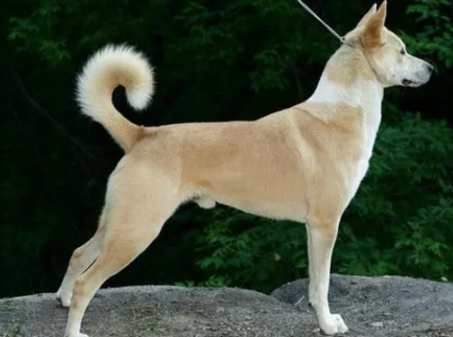 卡南犬叼东西训练方法,你们看懂了吗? 卡南犬叼东西训练方法,你们看懂了吗?