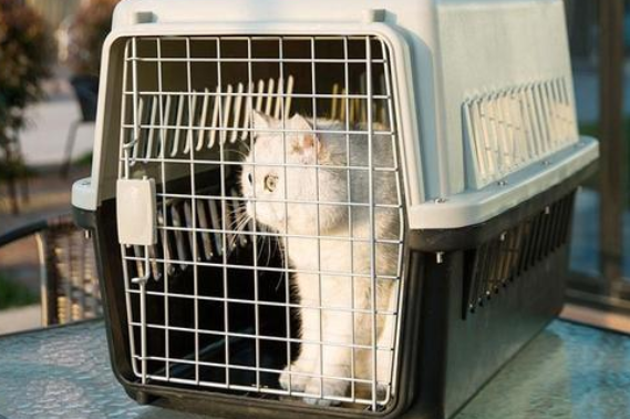 为什么不建议猫咪托运呢 为什么不建议猫咪托运呢