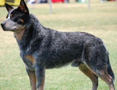 澳大利亚牧牛犬喂什么？带你们来瞧瞧！
