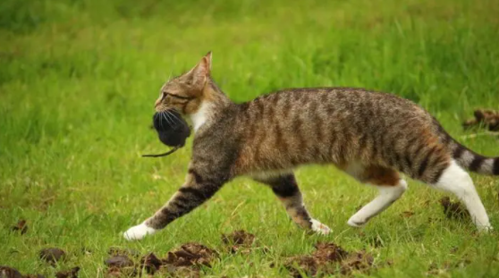 猫真的怕老鼠吗