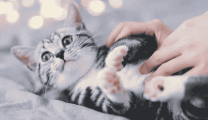 养猫对男人性功能的影响