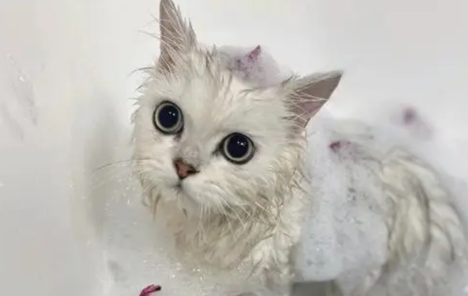猫咪洗澡很难为什么