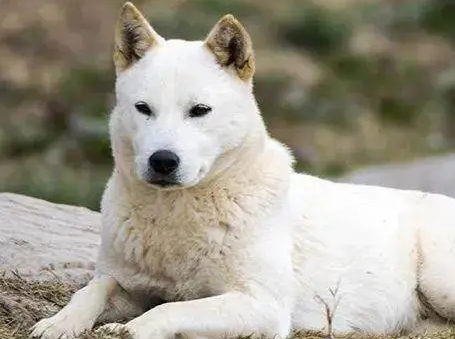 卡南犬是禁养犬吗?来看看吧 卡南犬是禁养犬吗?来看看吧