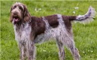 史毕诺犬怀孕要注意哪些问题?要注意哪方面?