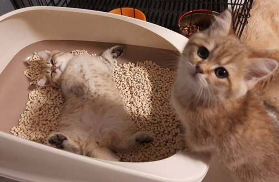 给猫铲屎多久清理一次