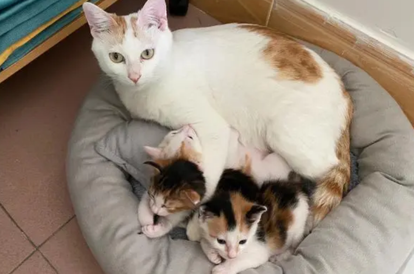 猫跟着你走是福气