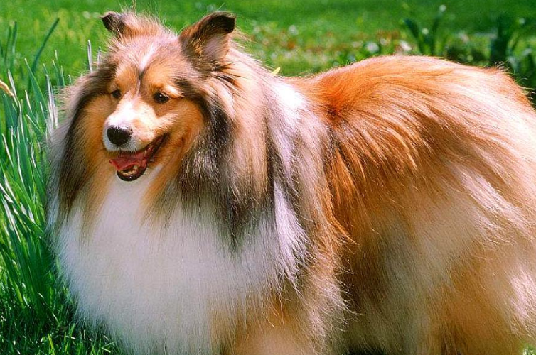 喜乐蒂牧羊犬怎么养？这些养护方法你不要错过。