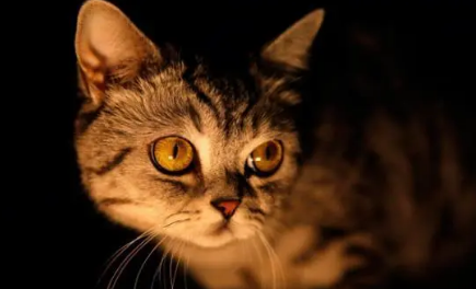 猫咪晚上为什么不会叫唤