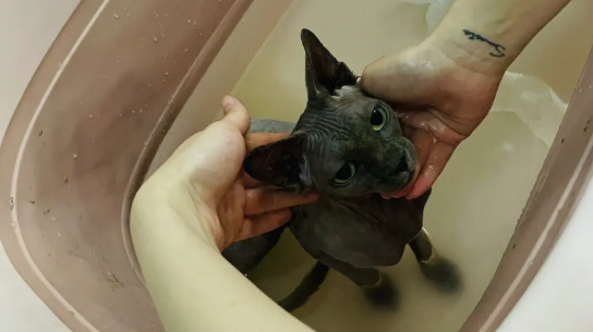 斯芬克斯猫洗完澡死了怎么回事? 斯芬克斯猫洗完澡死了怎么回事?