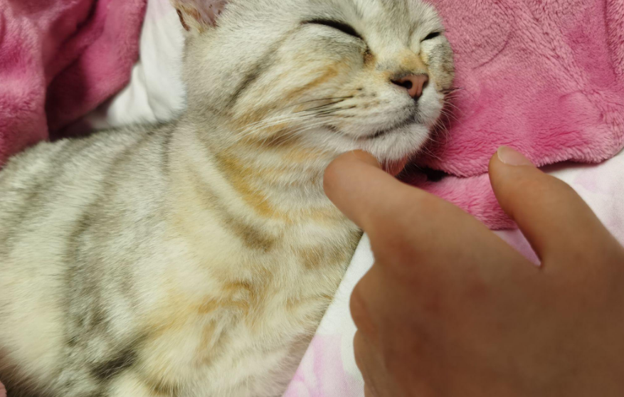 猫身上发黄到底是什么原因