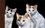 养猫常识及注意事项