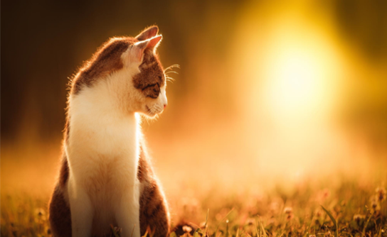 给流浪猫喂什么吃的，你都知道吗？