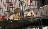 野猫关笼子能去掉野性吗