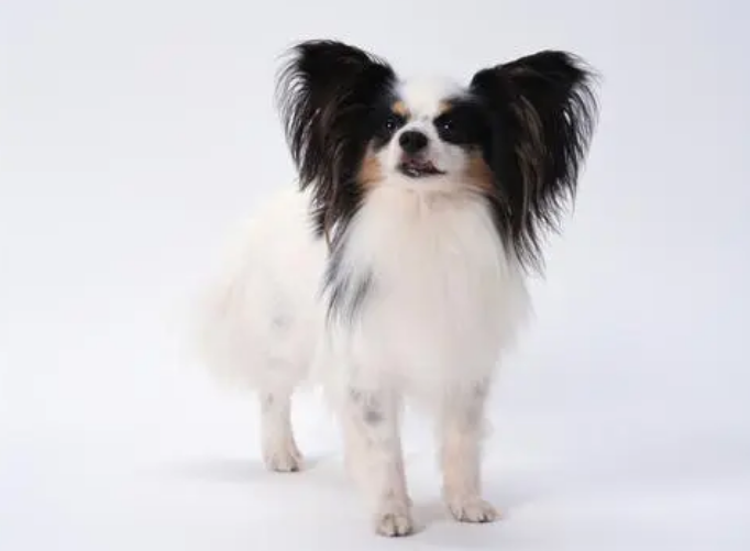 蝴蝶犬什么时候发情？此处有解答