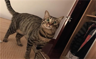 狸花猫聪明吗粘人吗