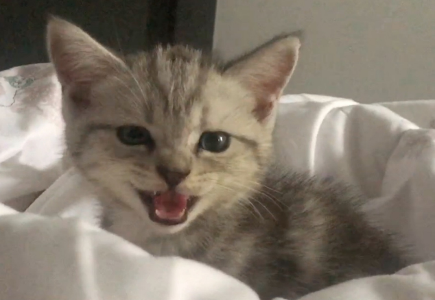 猫咪为什么喜欢在夜里叫唤呢