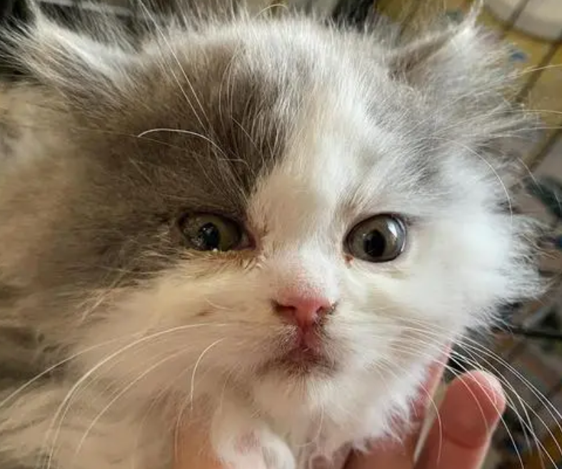 猫咪为什么眼里无神