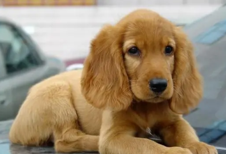 美国可卡犬瘟热症状及治疗方法，你知道多少？