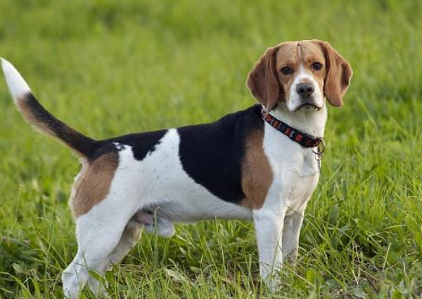 英国猎狐犬驱虫怎么做，你们都清楚吗？