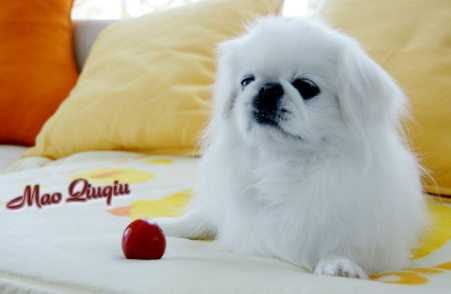 北京犬怎么训练?此文帮你解答 北京犬怎么训练?此文帮你解答
