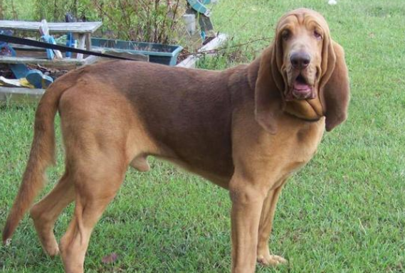 寻血猎犬拉稀怎么办?怎么治好它的问题? 寻血猎犬拉稀怎么办?怎么治好它的问题?